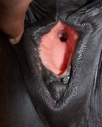 Horse Vagina Porn - Horse Black Vagina Photo Album - Bestialitysextaboo - Animal Bestiality