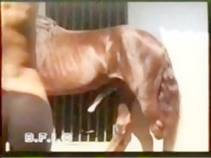 300px x 225px - BFI - Trans Animal - Horse sex - Bestialitysextaboo - Animal ...