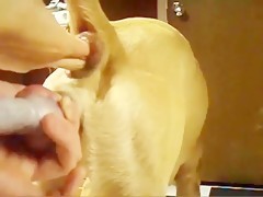 Hot Dog Anal Porn - Gay fucking hard for the anus to his pet - Bestialitysextaboo - Animal  Bestiality
