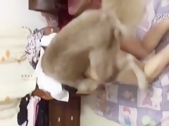 Dog fucking hard to girl - Video of extreme bestiality