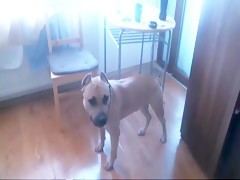 Blonde Girl And Dog Porn - Most Relevant Videos - cam dog fuck girl - Bestialitysextaboo - Animal  Bestiality