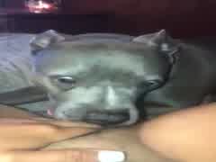 Dog lick webcam 2